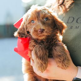 Girl 1 - female Australian Labradoodle puppy in Sheridan, In, Indiana from Colonial Village Labradoodles