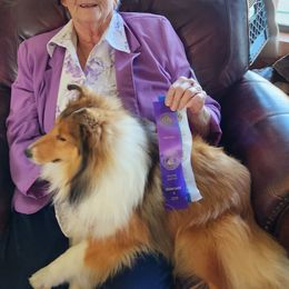 Kudo - Shetland Sheepdog