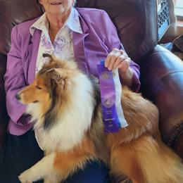 Kudo - Shetland Sheepdog