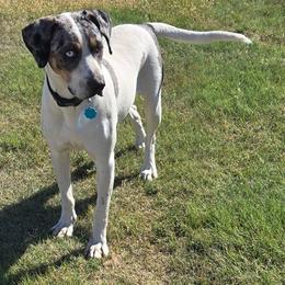 Gusgus - Blue merle male Catahoula Leopard Dog puppy in Scott City, Kansas from Bradford Catahoulas