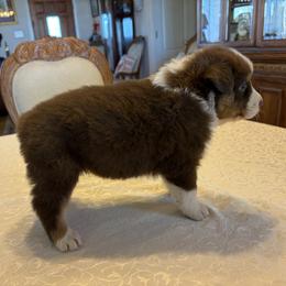 Girl 5 - female Australian Shepherd puppy in Esparto, California from Cutting Up Ranch  Australian Shepherds