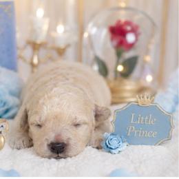 Chip - Cream male Poodle puppy in Hertford, North Carolina from Heaven Sent Shihpoo's