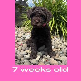 Leia - Chocolate female Australian Labradoodle puppy in Beavercreek, Oregon from Auburn Sky Labradoodles
