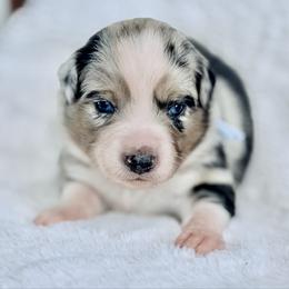 Blue collar - Blue merle male Aussiedoodle puppy in 32046, Florida from River Hill Ranch