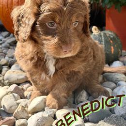 Benedict - Sable male Aussiedoodle puppy in Ellenburg Center, New York from Kristin's Puppies