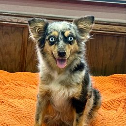 Artemis - Blue merle female Toy Australian Shepherd puppy in Granbury, Texas from Best Little Aussies