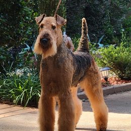 GCh. Reydaleterrydale Rangel The Great Gatsby - Airedale Terrier