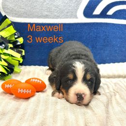 Maxwell - Orange Collar - Black rust and white male Bernese Mountain Dog puppy in Ravensdale, Washington from Raven Rock Puppies