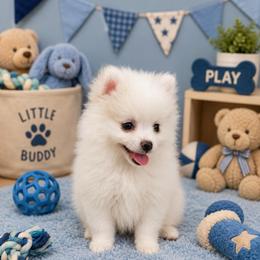 Hoops - White male Pomeranian puppy in Rhode Island from Heartfelt Kennels