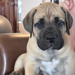Wrangler - Brown male Boerboel puppy in Pearce, Arizona from Desert Stronghold Boerboels
