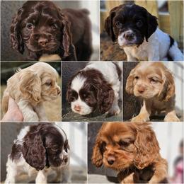 Cocker Spaniel Puppies from Cocker Cottage