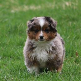 Border Collie, English Setter, and Miniature American Shepherd Puppies from First Harmony Farms