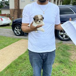 Shih Tzu Puppies from Lady Class Kennel