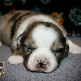 River - Blue merle male Miniature Australian Shepherd puppy in El Dorado Springs, Missouri from HP Aussie Kennels