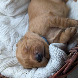 Golden Retriever Puppies from Chrysus Spirit Goldens