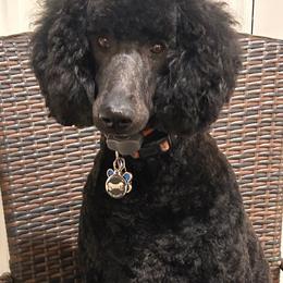 Jack - Poodle