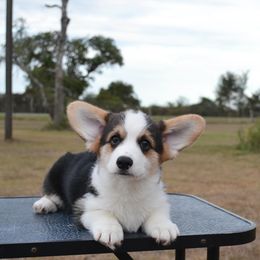 Tator - Black and tan male Pembroke Welsh Corgi puppy in Edna, Texas from MG Corgis