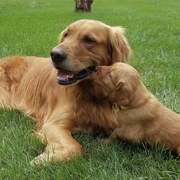 Golden Retrievers from Vickie Erickson