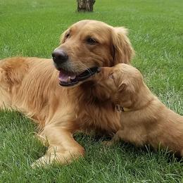 Golden Retrievers from Vickie Erickson