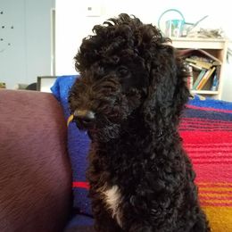 Poodle Puppies from Bouquet of Poodles