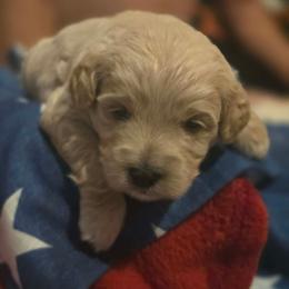 Snow - Apricot male Goldendoodle puppy in Cherry Tree, Pennsylvania from Plum Creek Acres Next Generation