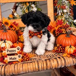 Poppy - Parti male Maltipoo puppy in Dover, Florida from Country Cottage Puppies