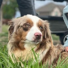 Miniature American Shepherds and Miniature Australian Shepherds from Rigsby Ranch