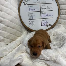 Arrow- mint collar - Yellow female Labrador Retriever puppy in Troy, South Carolina from Wicked Flyer Retrievers