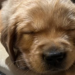 Douglas - Golden Golden Retriever puppy in Salem, Oregon from Baker’s Goldens