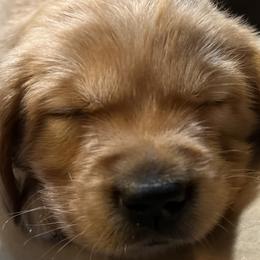 Douglas - Golden Golden Retriever puppy in Salem, Oregon from Baker’s Goldens