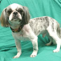 Theo - Silver gold and white male Shih Tzu puppy in Wild Rose, Wisconsin from Sorenson's Shih-tzus
