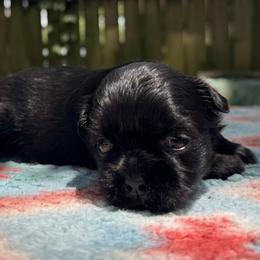 Girl 1 - Black female Shih Tzu puppy in Mobile, Alabama from FluffyTail Shih Tzu