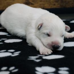 Berger Blanc Suisse Puppies from Moonlight Berger Blanc Suisses