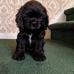 "female  Maddie" Cocker Spaniel Puppies from Della Luna Cocker Spaniels Puppies