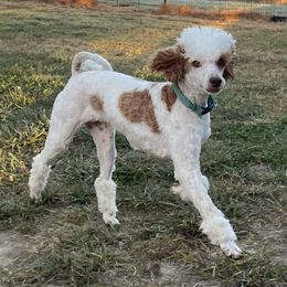 Leia - Goldendoodle