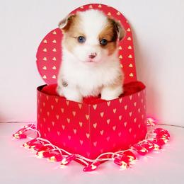 American Corgi and Pembroke Welsh Corgi Puppies from Whimsical Treasure Corgis