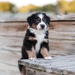 Woody - Black tri-color Australian Shepherd puppy in Nashville, North Carolina from Ethan's Aussies