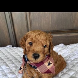 Goldendoodle Puppies from Proctor’s Petite Goldendoodles