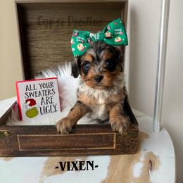 Bernedoodle, Cavalier King Charles Spaniel, Cavapoo, Goldendoodle, and Poodle Puppies from Gypsi Doodles & Poodles LLC.