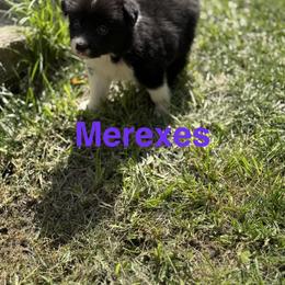 Border Collie Puppies from 4Ransom Ranch