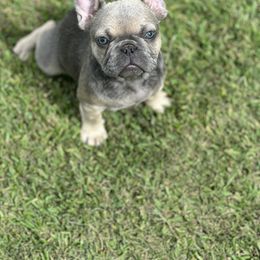 French Bulldog Puppies from Tuscaloosa Frenchies