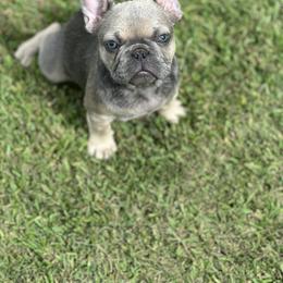 French Bulldog Puppies from Tuscaloosa Frenchies