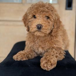 Teddy Boy 3250 free delivery - Apricot male Goldendoodle puppy in Mayfield, Utah from Ruff Country Doodles