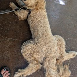 Bernedoodle, Goldendoodle, and Golden Mountain Doodle Puppies from Sonoran Standard Doodles