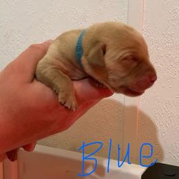 Blue - Yellow male Labrador Retriever puppy in Newaygo, Michigan from Royal Oak Gundogs