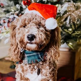 Reina - Goldendoodle