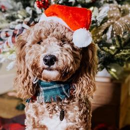 Reina - Goldendoodle