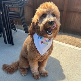 August - Goldendoodle