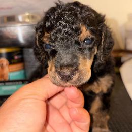Carina - Phantom female Poodle puppy in Toledo, Ohio from Exquisite Dalmatians & Standard Poodles