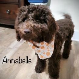 Annabelle - Goldendoodle